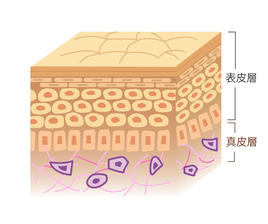 通常の皮膚イメージ図解