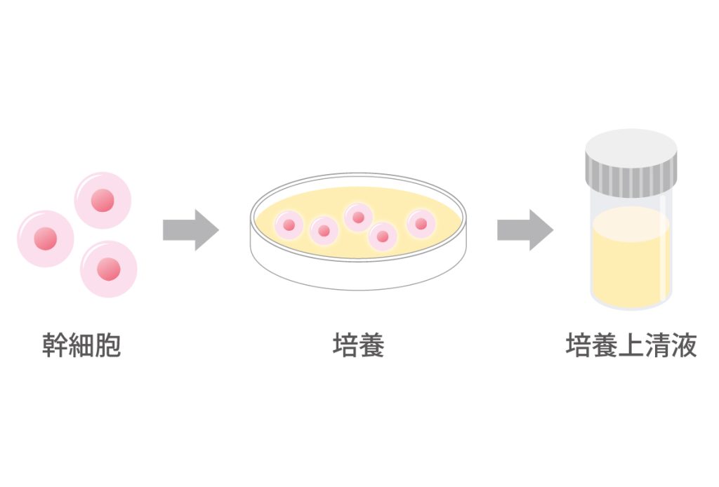 培養上清液の作成